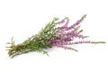 Purple heather flowers Royalty Free Stock Photo