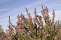 Purple heather on heathland Royalty Free Stock Photo