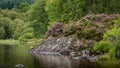 Purple heather at Loch Chon