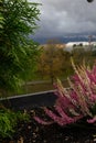 purple heather on pot. Heather flowers on window. Concept of the countryside view from window, blurry background Royalty Free Stock Photo