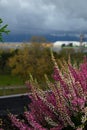 purple heather on pot. Heather flowers on window. Concept of the countryside view from window, blurry background Royalty Free Stock Photo