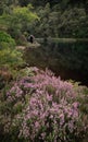 Purple heather and reflections of an Old Boathouse on Loch Chon, Scotland Royalty Free Stock Photo