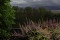 Purple heather, fir, view from window in rainy day Royalty Free Stock Photo