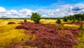 Purple Heathers along the mini desert of Beekhuizerzand Royalty Free Stock Photo