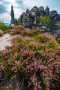 Purple heathers near Schrammsteine sandstone towers, Saxon Switzerland national park, Bad Schandau, Germany, Europe