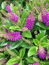 Purple Hebe Addenda flowers commonly known as Shrubby Veronica`s