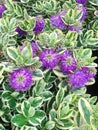 Purple Hebe Addenda flowers are commonly known as Shrubby Veronica`s