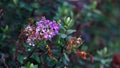 Purple Hebe Flowers in autumn home garden