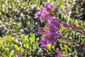 Purple hebe flowers in bloom with blurred background and copy space Royalty Free Stock Photo
