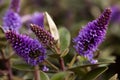 Purple hebe flowers