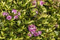 Purple hebe plant flowers and leaves