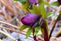 Purple Petal Hellebore Lenton Rose Bud 02 Royalty Free Stock Photo