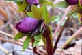 Purple Petal Hellebore Lenton Rose Bud 03 Royalty Free Stock Photo