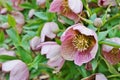 Purple hellebore flower of the Christmas Rose Royalty Free Stock Photo