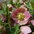 Purple hellebore flower of the Christmas Rose Royalty Free Stock Photo