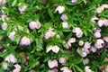 Purple hellebore flower of the Christmas Rose Royalty Free Stock Photo