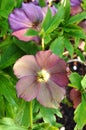 Purple hellebore flower of the Christmas Rose Royalty Free Stock Photo