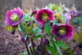 Purple hellebore flower in the green garden