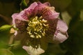 Purple hellebore flower head