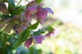 Purple hellebore flower of the helleborus hybridus Christmas or Lenten rose