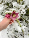 purple hellebore flower under the fallen white snow frost-resistant plant, gardening plant care