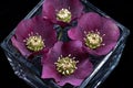 Purple hellebore flowers floating in a square vase of water.