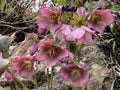 Purple Hellebore Helleborus purpurascens, Christmas rose, Purple-flowered Christmas rose, Lenten rose `Purple` Royalty Free Stock Photo