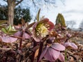 Purple hellebore (helleborus purpurascens) flowering with purple flowers in the garden surrounded with dry leaves Royalty Free Stock Photo