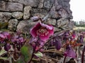 Purple hellebore (helleborus purpurascens) flowering with purple flowers in the garden