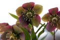 Purple hellebore Helleborus purpurascens in full bloom Royalty Free Stock Photo