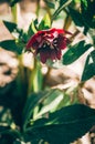 Purple helleborus flower with green leaves in backlit background Royalty Free Stock Photo