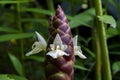 The purple herb flowers are tightly arranged like a fin fish. There are small white flowers around purple flowers. Zingiber cassum