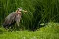 Purple Heron