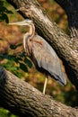 Purple heron