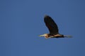 Purple Heron Royalty Free Stock Photo