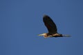 Purple Heron