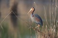 Purple Heron (Ardea purpurea), Baden-WÃÂ¼rttemberg, Germany