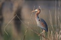 Purple Heron (Ardea purpurea), Baden-WÃÂ¼rttemberg, Germany