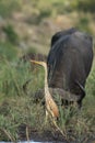 The purple heron Ardea purpurea ,a buffalo in the background Royalty Free Stock Photo