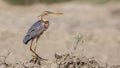 Purple Heron