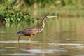 The purple heron Ardea purpurea standing in the muddy river. Red heron in equatorial africa Royalty Free Stock Photo