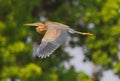 Purple heron