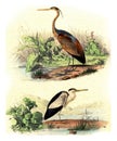 The purple heron, the bittern, vintage engraving