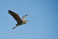 Purple Heron on flight