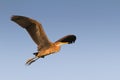 Purple heron in flight (Ardea purpurea)