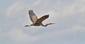 Purple heron in flight, Ardea purpurea