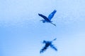 Purple heron in flight over blue lake at dusk, wetland in Thailand Royalty Free Stock Photo