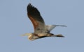 Purple heron flying in sky