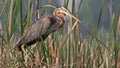 Purple heron Royalty Free Stock Photo