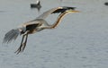 Purple heron